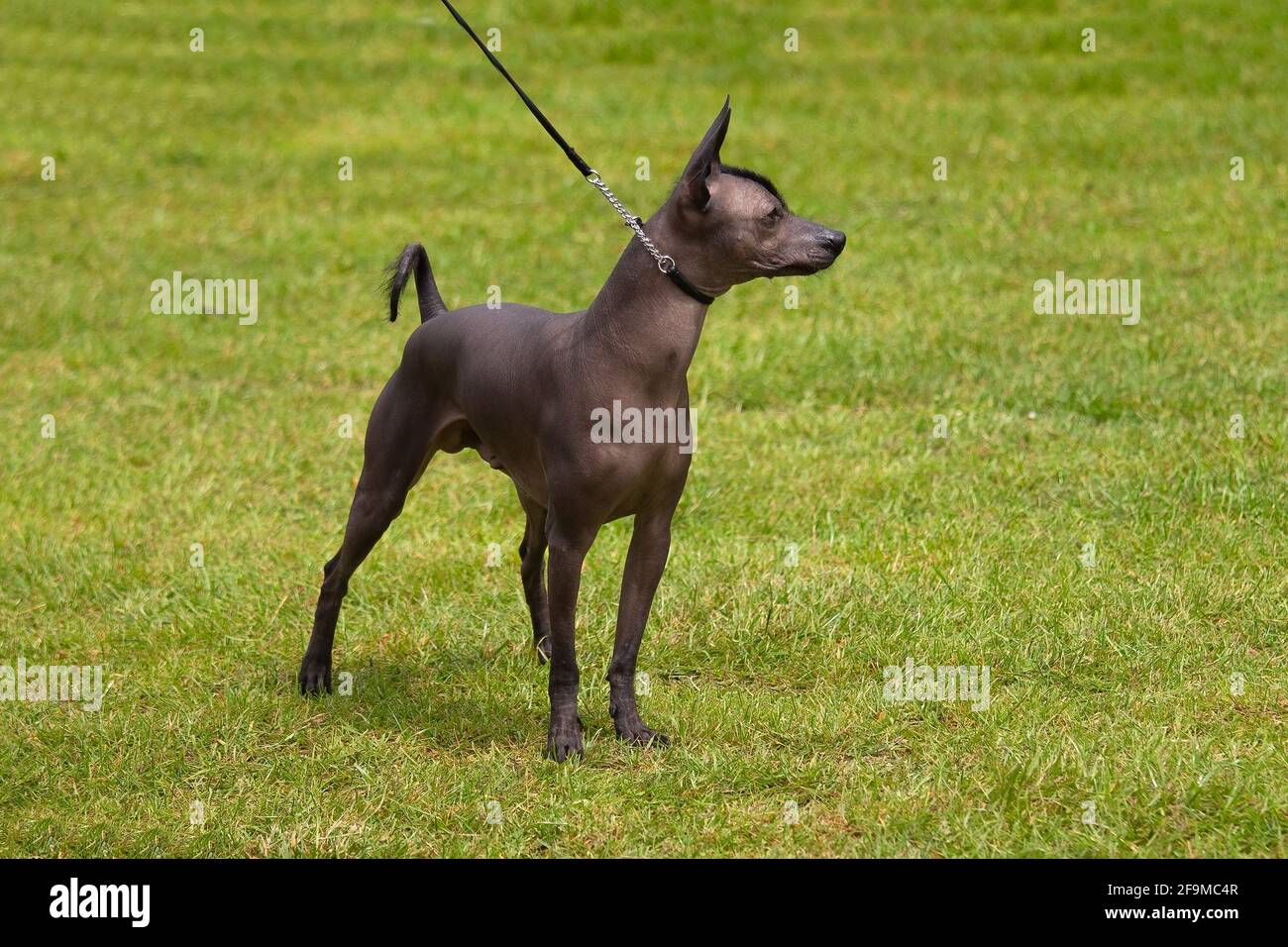Xoloitzquintle, el perro mexicano sin pelo Fotografía de stock - Alamy