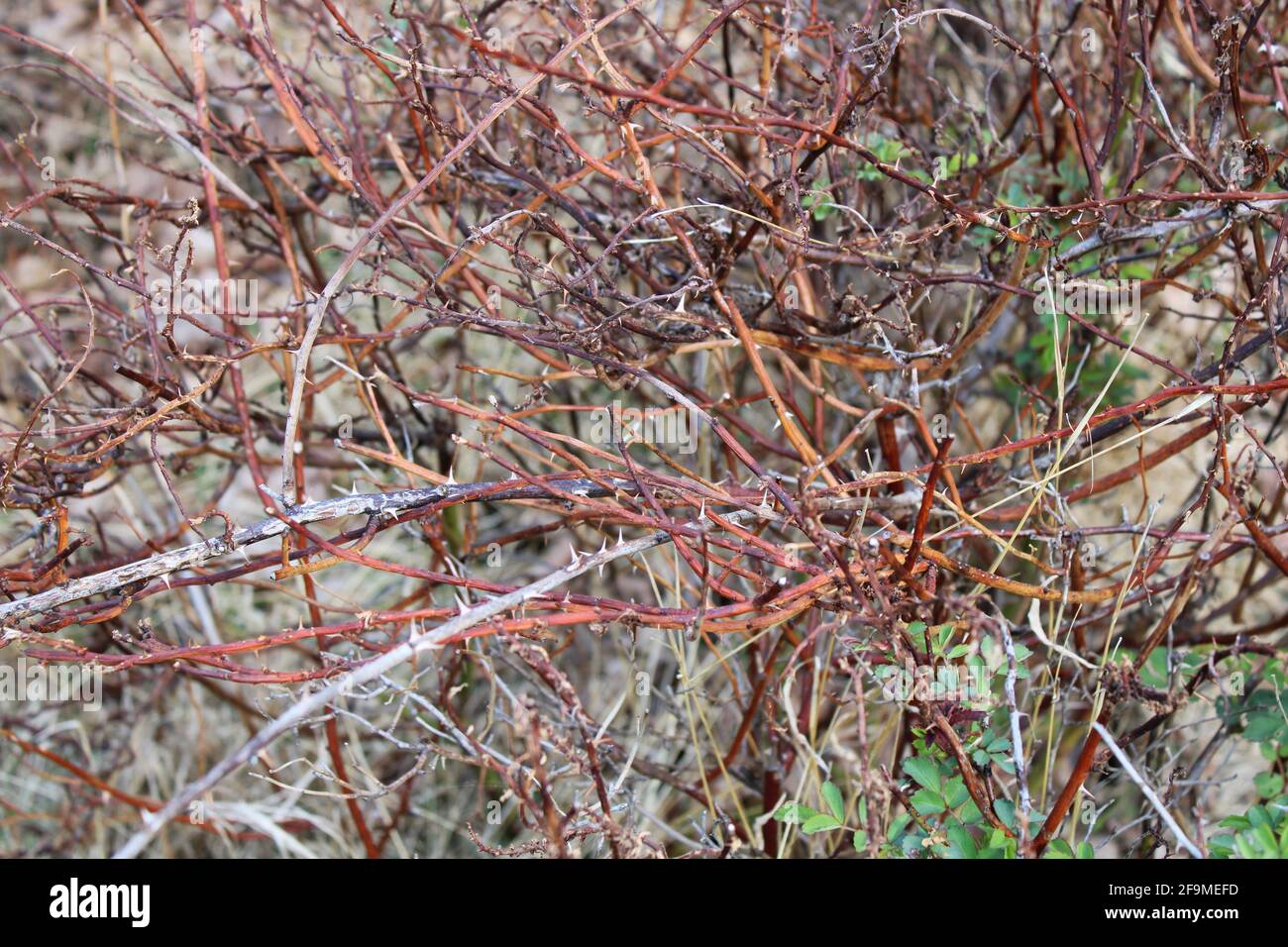 Una maraña de ramas Thorn Foto de stock