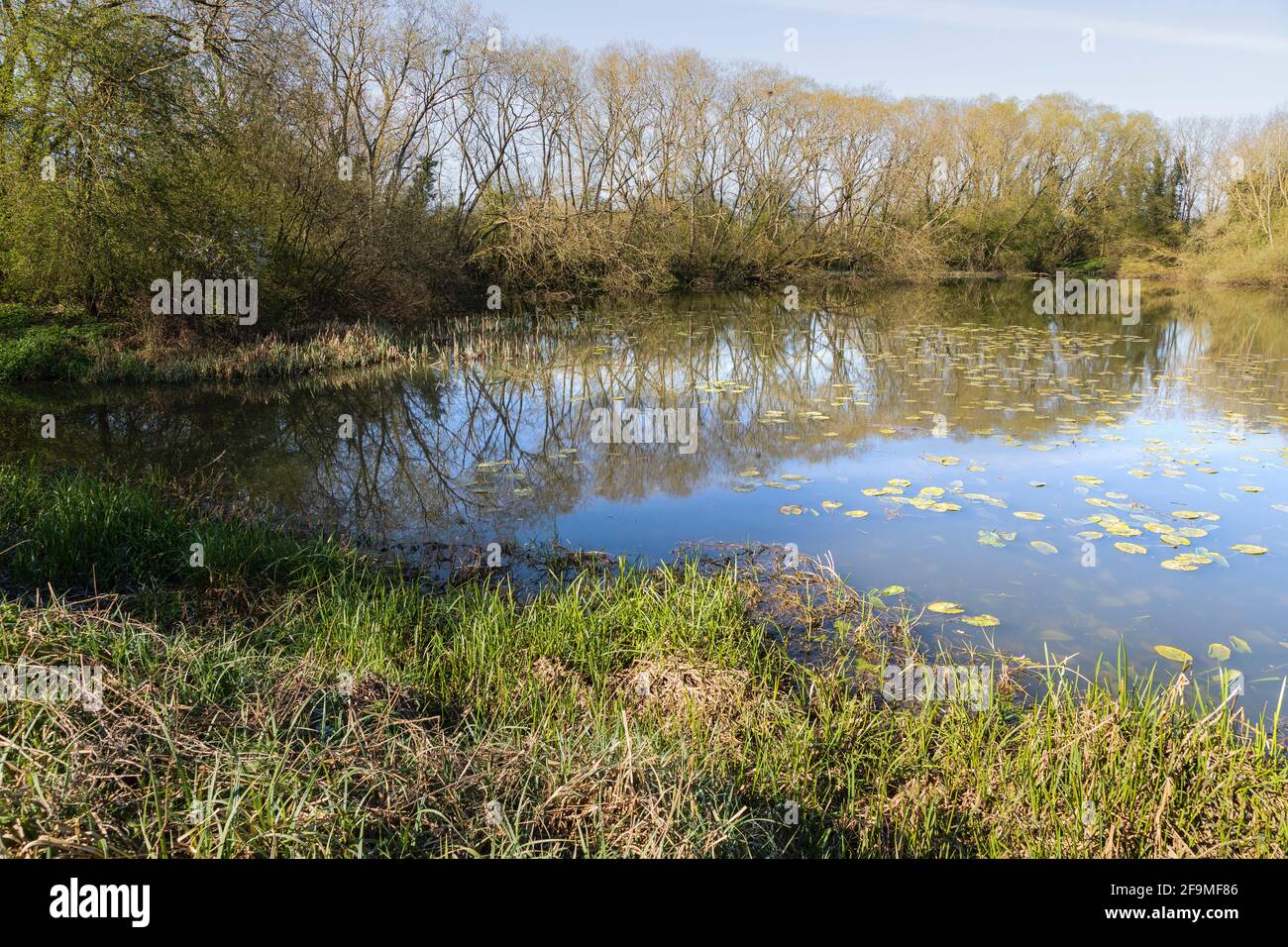 Una imagen de uno de los hermosos lagos con árboles en Frisby Lakes, Leicestershire, Inglaterra, Reino Unido. Foto de stock