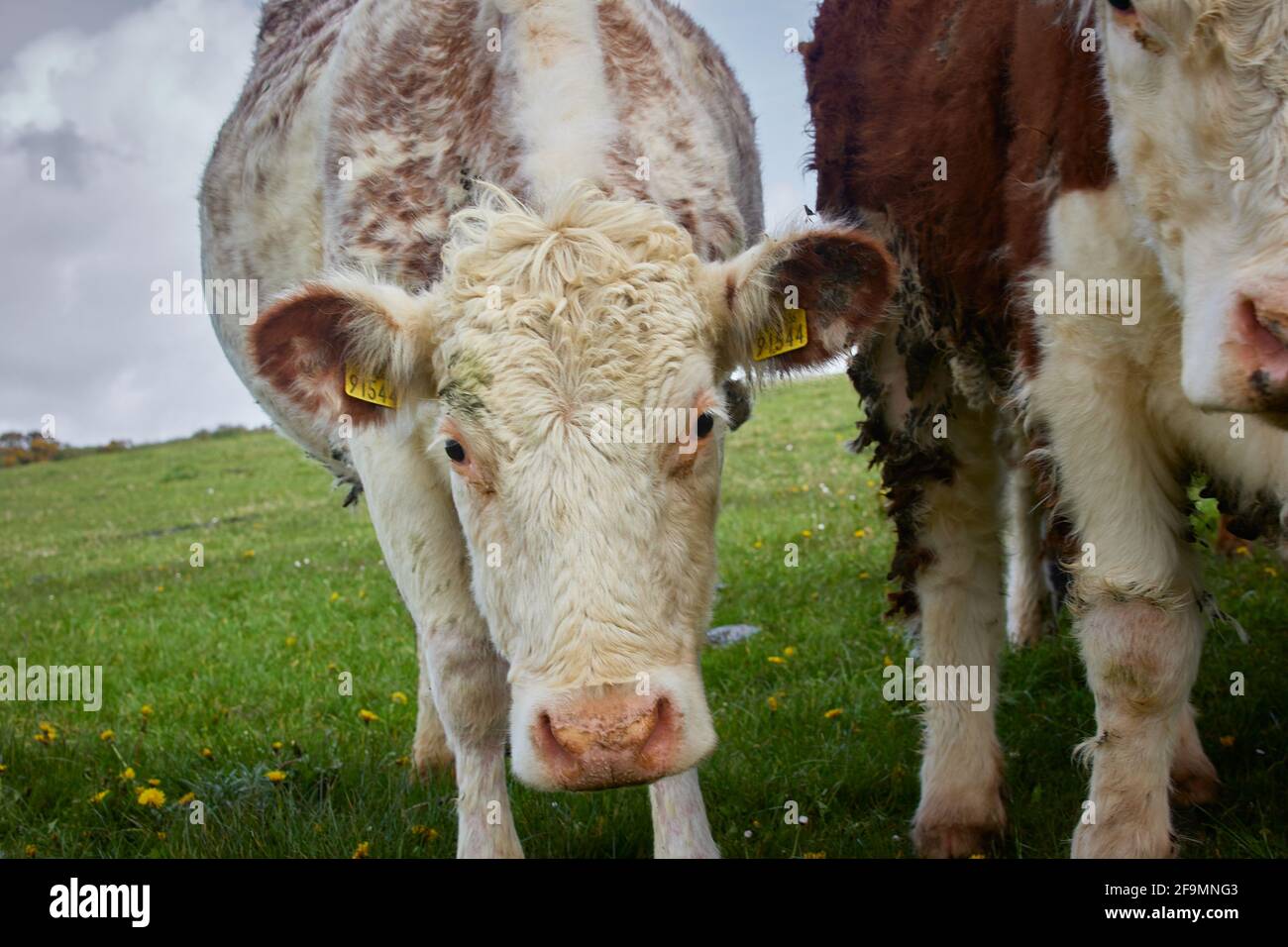 vaca blanca en prado verde. plano cerrado. Foto de stock