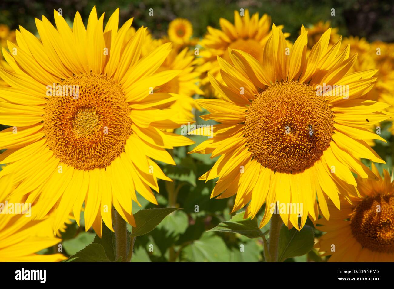 Detalle de girasol Foto de stock