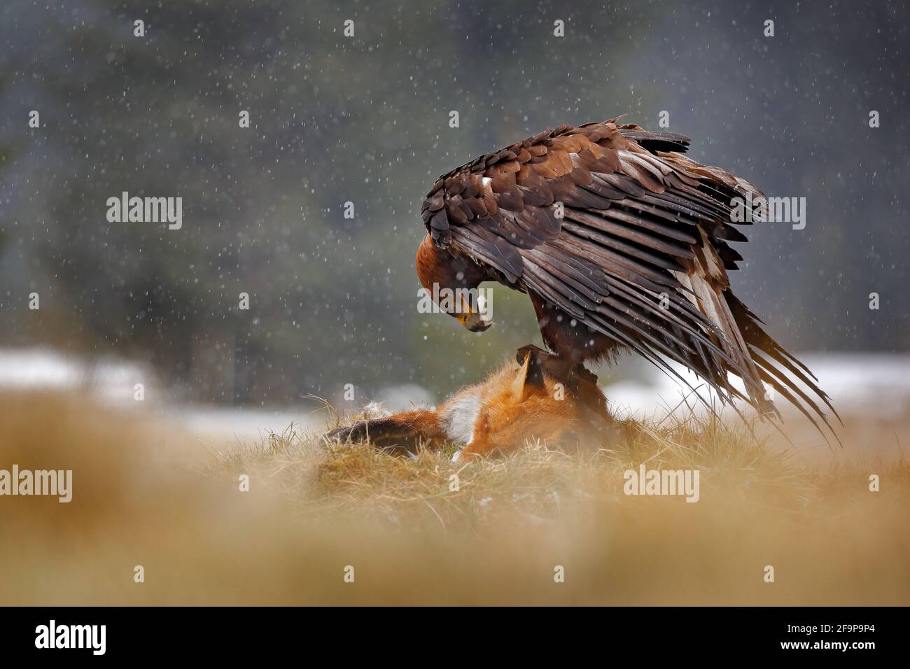 El Águila Dorada alimentándose de la zorro Roja asesinada en el bosque  durante la lluvia y la nevada. Comportamiento de las aves en la naturaleza.  Escena de alimentación con gran ave de