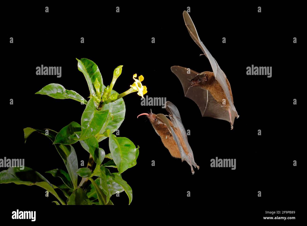 Murciélago néctar naranja, Lonchophylla robusta, murciélago volador en la noche oscura. Animal nocturno en vuelo con flor de alimentación amarilla. Escena de acción de la vida silvestre de la tropina Foto de stock