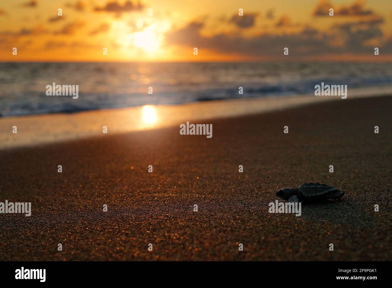 Tortuga de mar, Caretta caretta, nacimiento nocturno en la playa de arena, Corcovado NP, Costa Rica. Primer minuto de vida, pequeñas tortugas corriendo a la Foto de stock