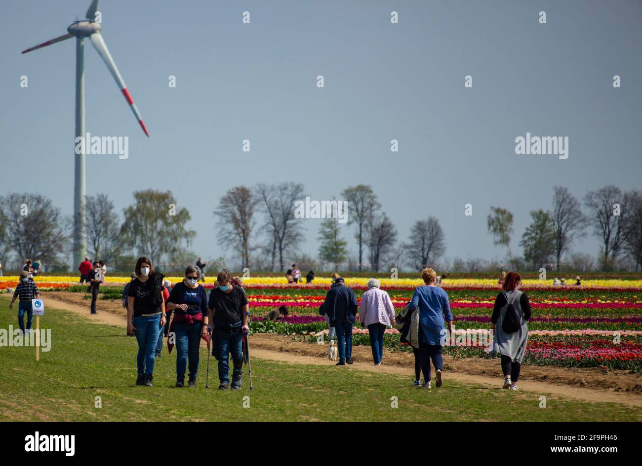 Tulpen wachsen auf den Feldern bei Schloß Dyck in der Nähe von Grevenbroich. Damit Schaulustige nichts zertrampeln oder wegnehmen, gibt es feste Benim Foto de stock