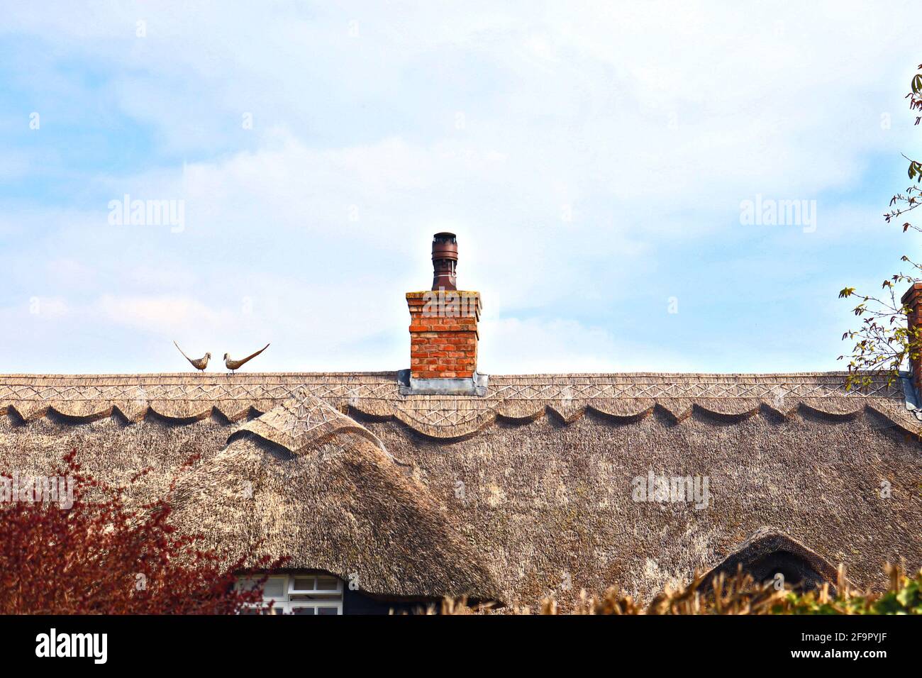 Tradicional y encantador techo de paja con motivos decorativos y faisanes de paja. Arquitectura rural y rural británica. Inglaterra, Reino Unido. Foto de stock