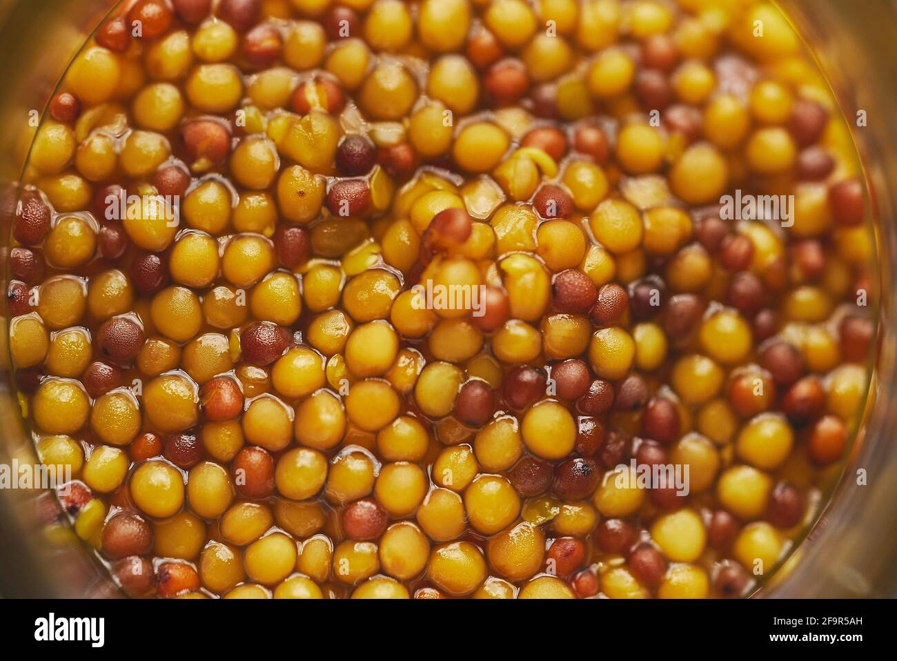Mostaza francesa con semillas enteras servidas en tarro de vidrio. Enfoque selectivo Foto de stock