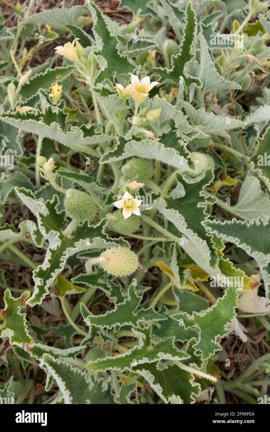 La fruta y la flor del elaterio del ecbalio se acercan Foto de stock