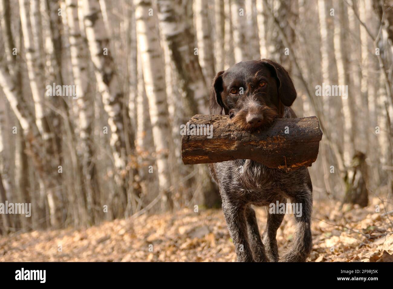 Perro de raza, raza alemana, cazador, en el bosque. Foto de stock