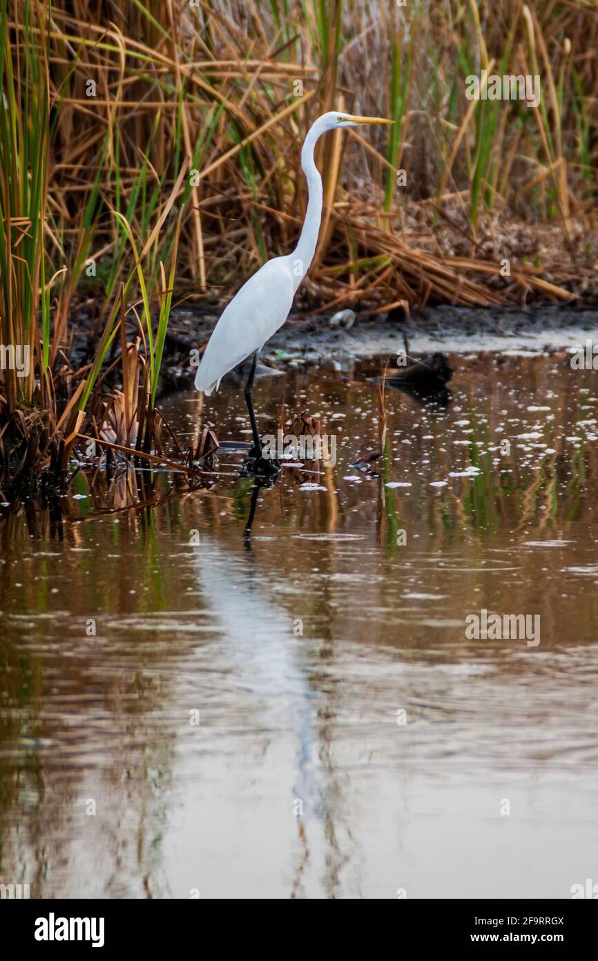 Gran garza Ardea alba en la reserva de fauna Biotopo Monterrico-Hawaii, Guatemala Foto de stock