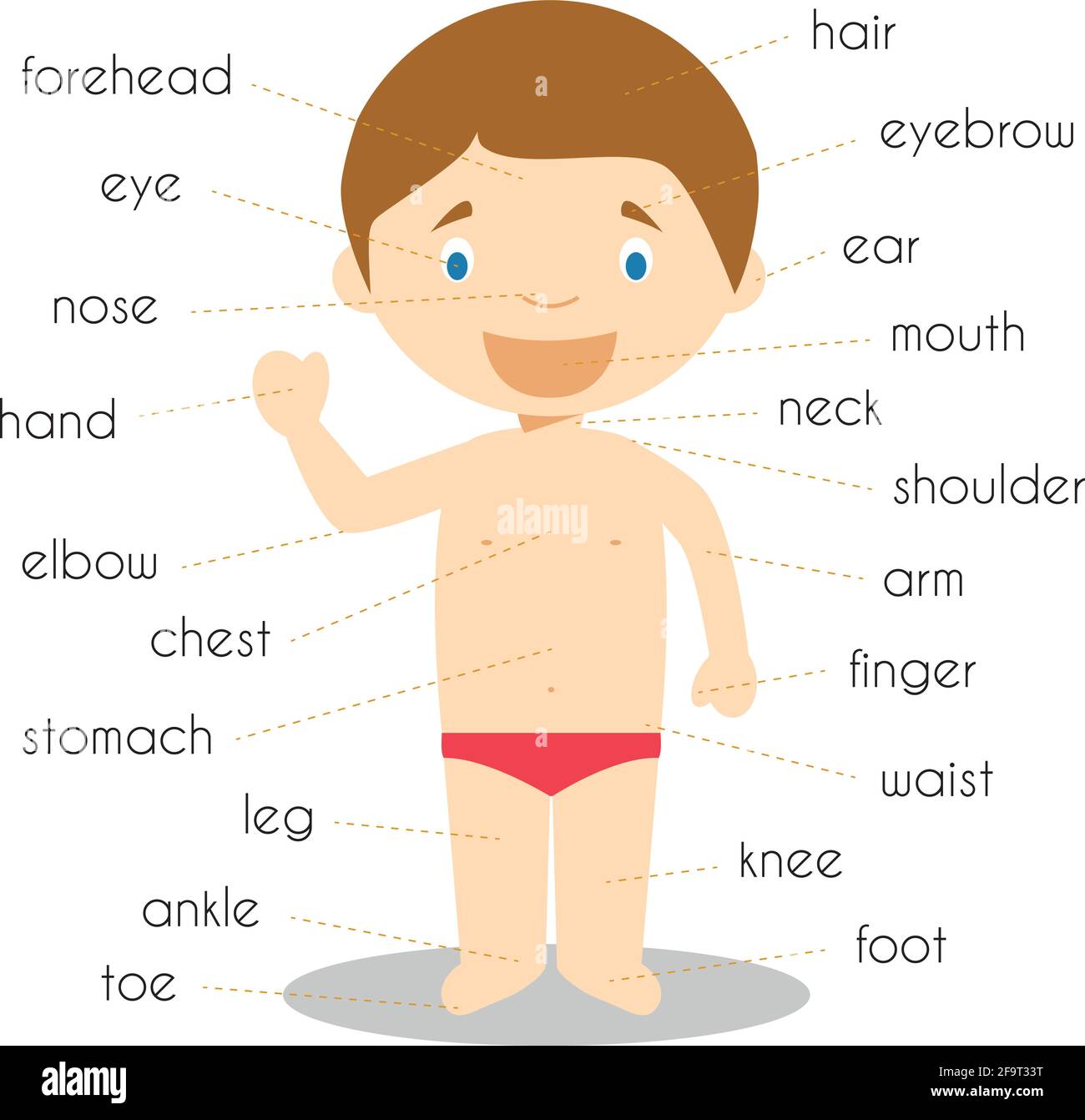 Vocabulario de partes del cuerpo humano Ilustración vectorial Imagen Vector  de stock - Alamy