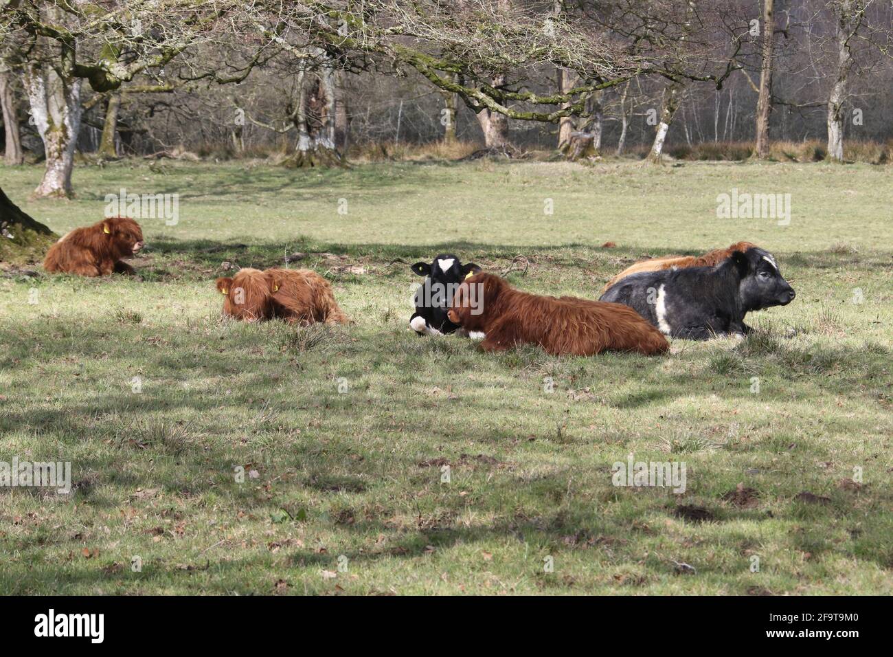 Escocia, Ayrshire, 16 de abril de 2021. Highland Cow se planta en Auchinleck House, Ayrshire, Escocia, Reino Unido Foto de stock