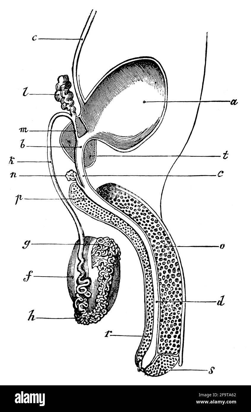 Representación semi-esquemática de los órganos masculinos urinarios y reproductivos. Ilustración del siglo 19th. Alemania. Fondo blanco. Foto de stock
