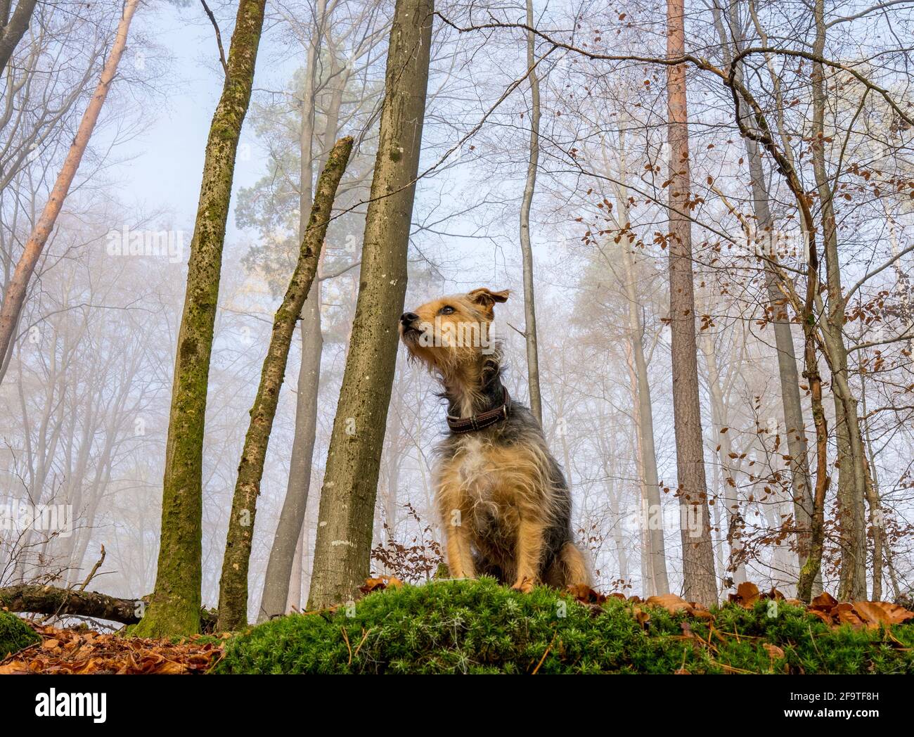 Hund im Nebelwald Foto de stock