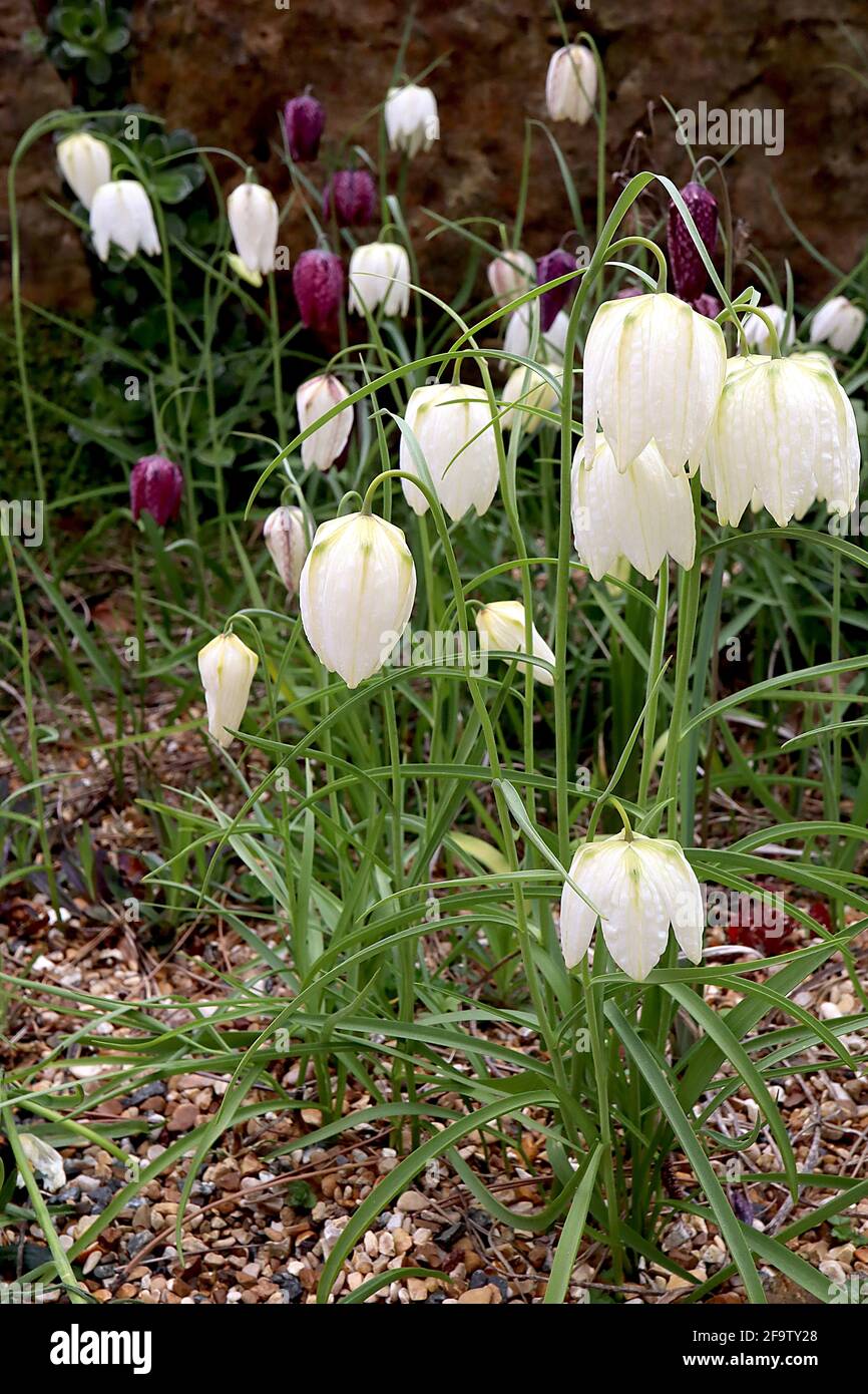 Fritilaria meleagris «Alba» Fritilliaria de la cabeza de la serpiente blanca – flores de cuadros blancos débiles, abril, Inglaterra, Reino Unido Foto de stock