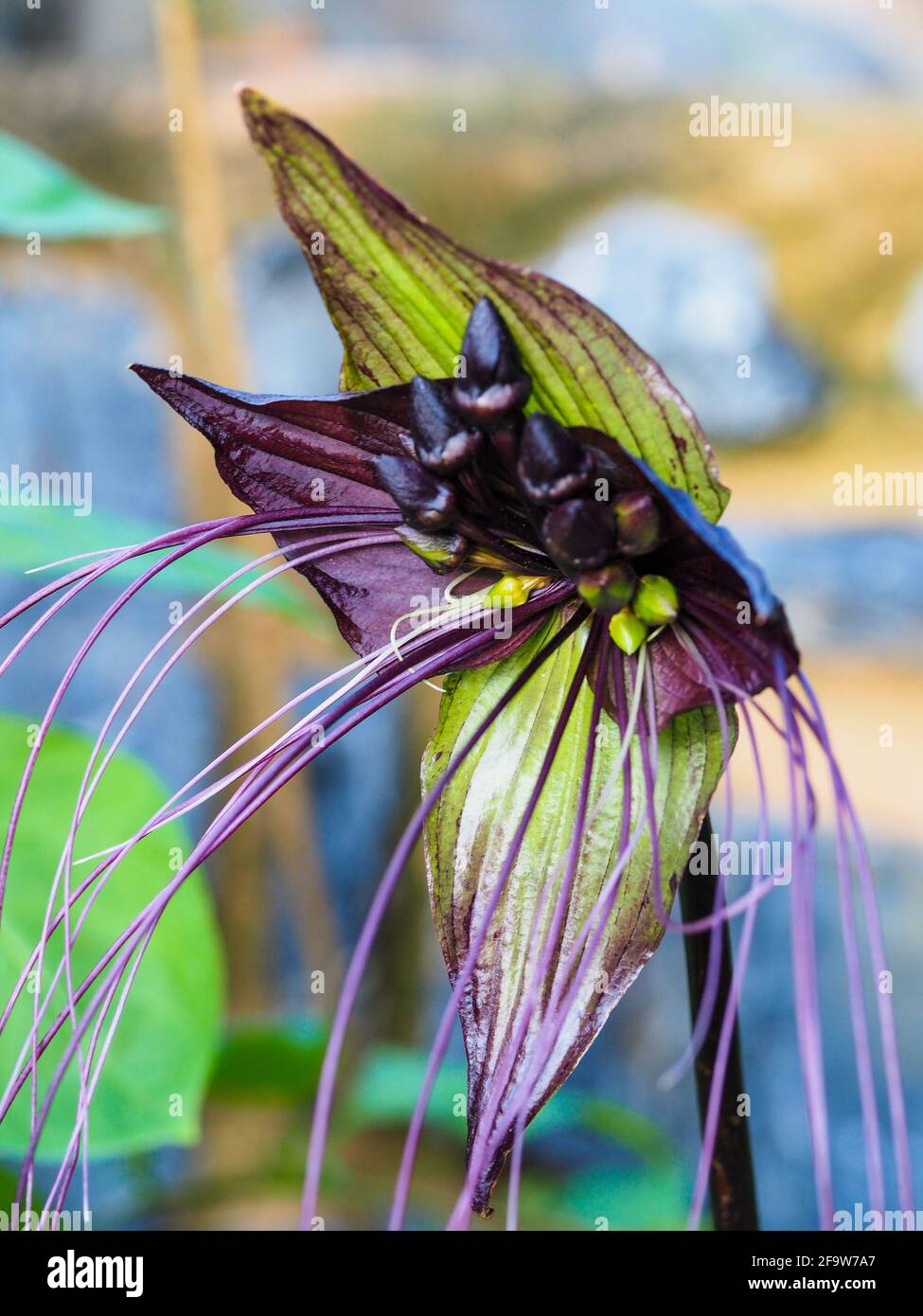 La extraña, extraña y extrañamente hermosa planta de flores de murciélago o Tacca  Chantrieri, con dos brácteas que se asemejan a las alas de murciélago y  Bracteoles como un susurro Fotografía de