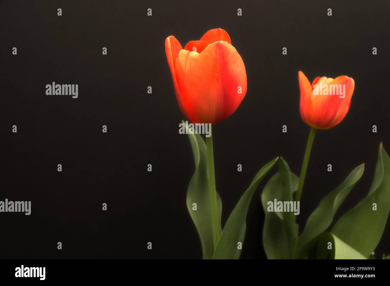 Tulipanes resaltados sobre un fondo oscuro. Foto de stock