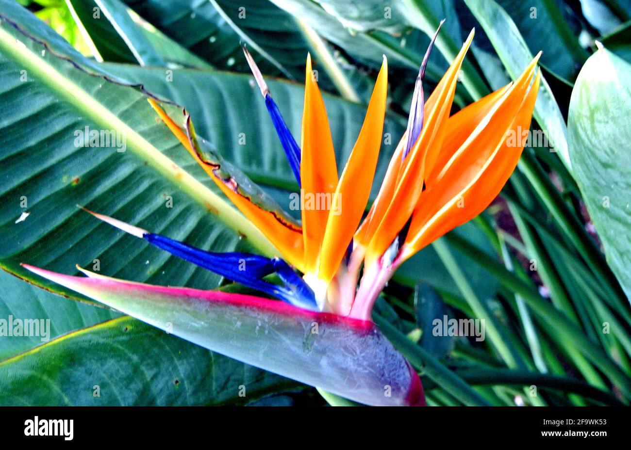 cerca de la flor tropical de pájaro del paraíso tomado en El paraíso de maui Hawaii usa Foto de stock