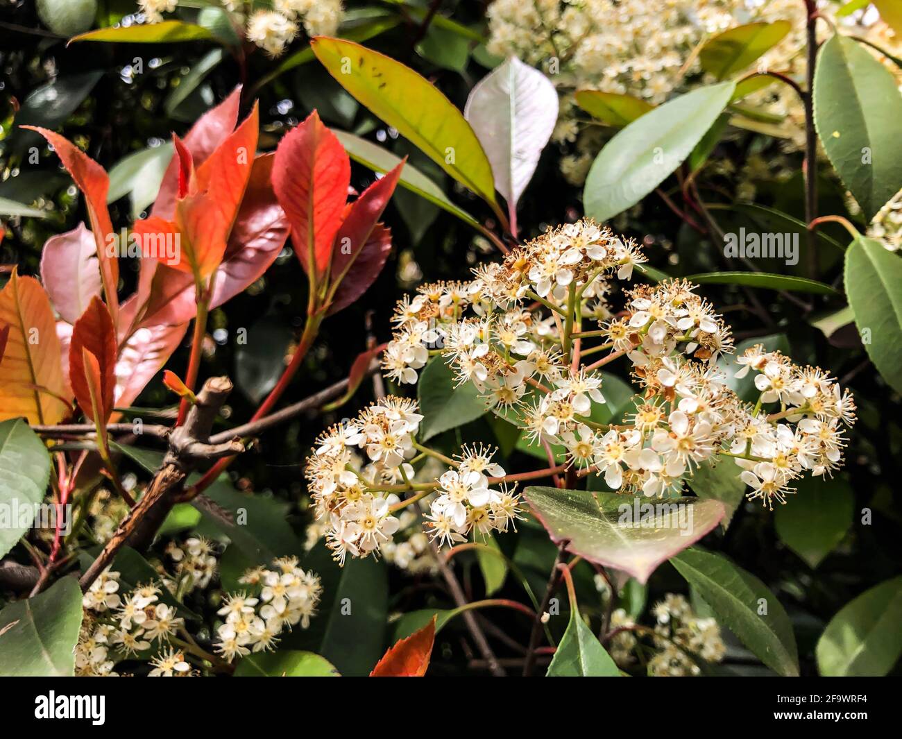 Las flores del jardín salen en primavera Fotografía de stock - Alamy