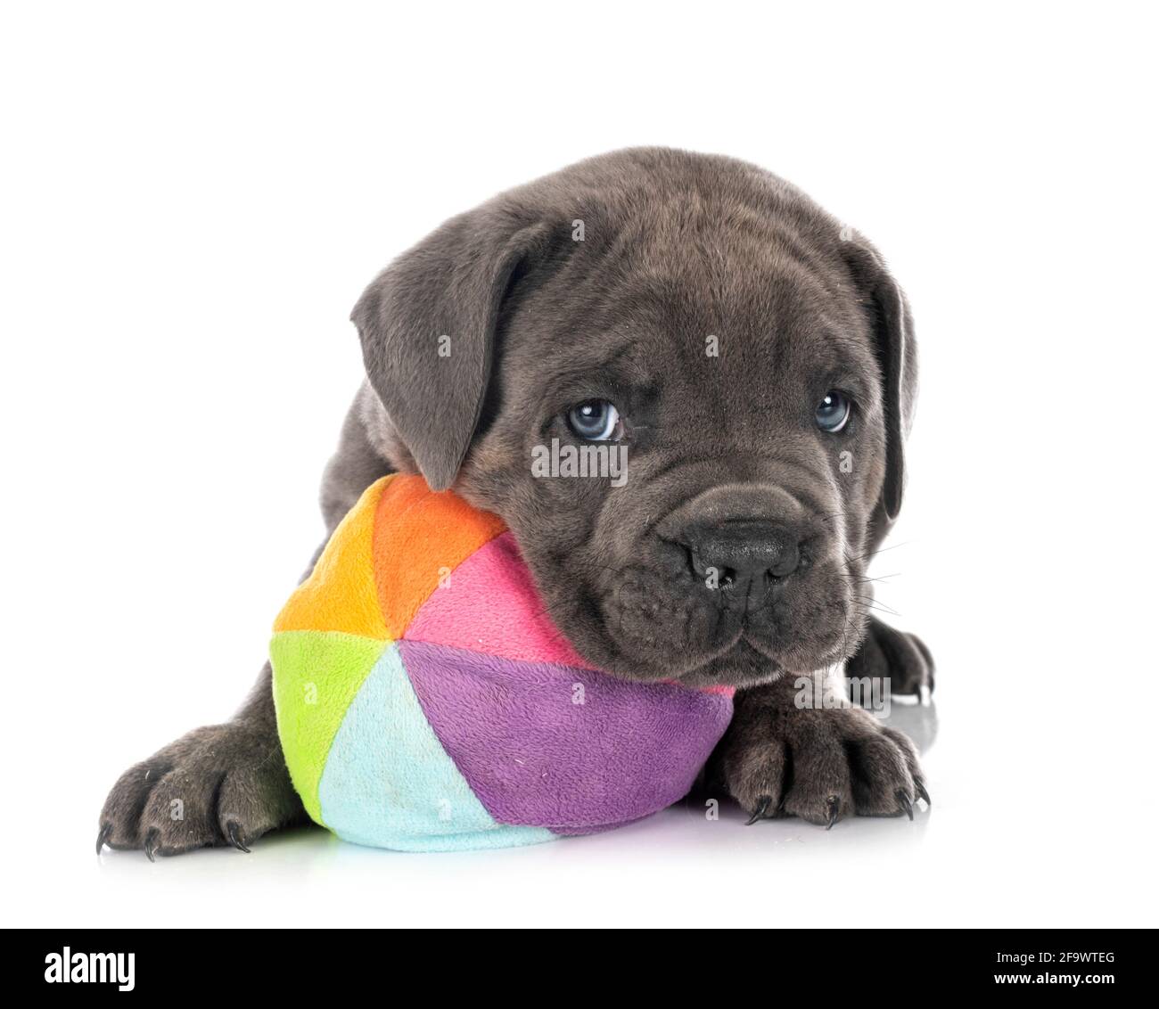 Cachorro napolitano Mastiff delante de fondo blanco Foto de stock