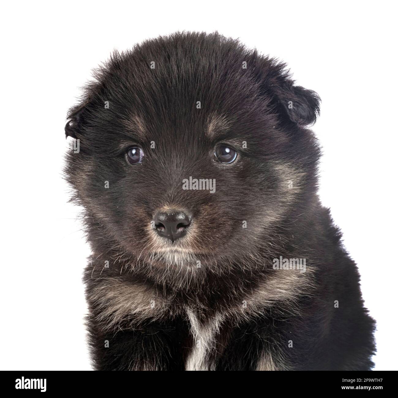 Puppy Finnish Lapphund delante de un fondo blanco Foto de stock