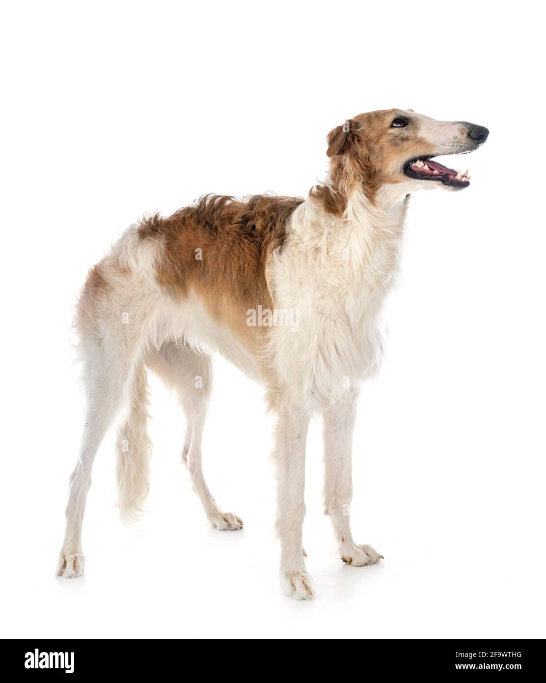 borzoi joven frente al fondo blanco Foto de stock