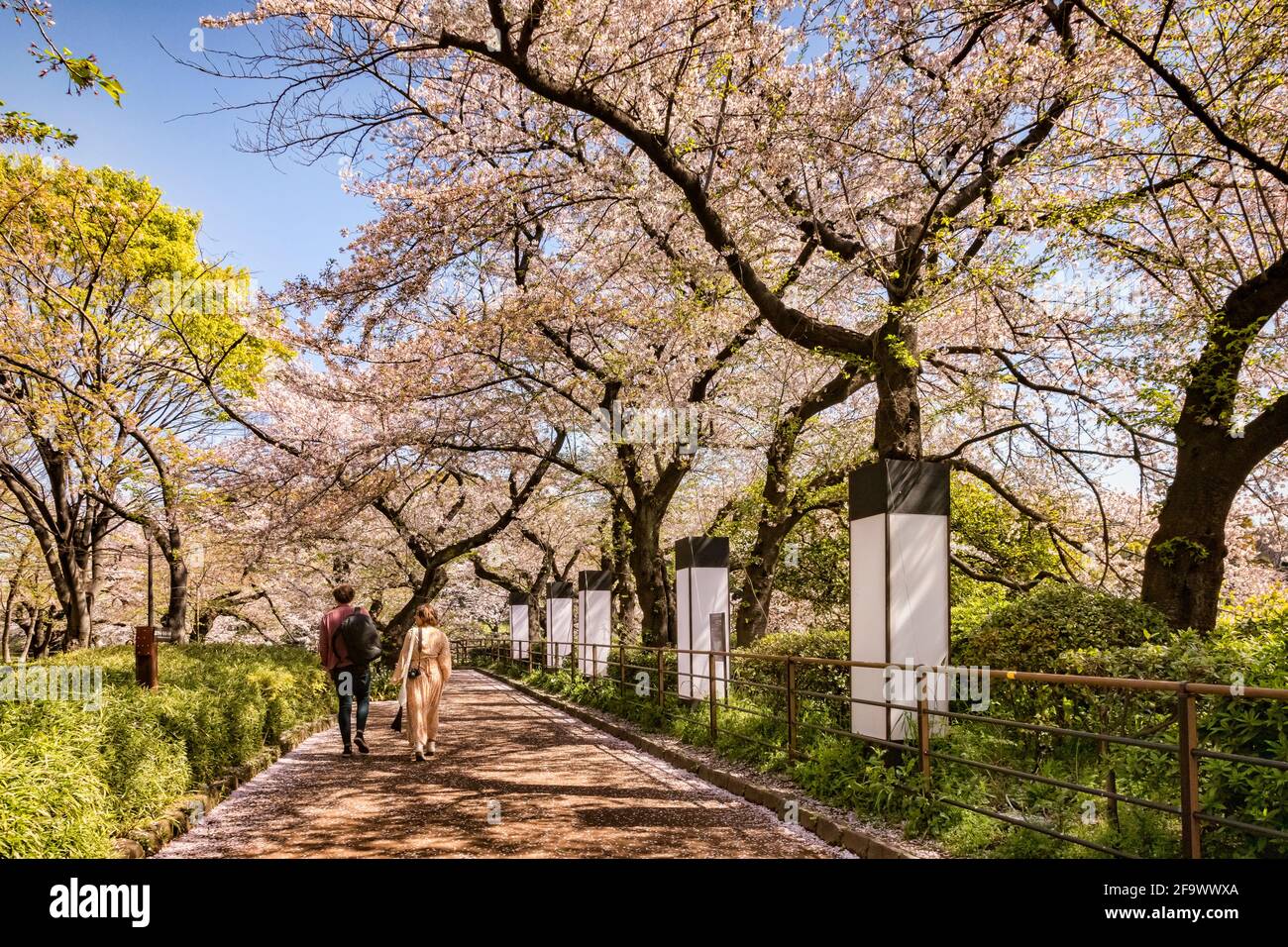 9 de abril de 2019: Tokio, Japón - Pasear junto al foso del Palacio Imperial, Tokio, en temporada de flores de cerezo. Foto de stock