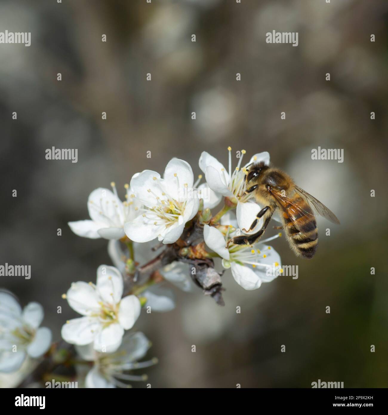 Abeja de miel recolectando polen de abeja de flor blanca. Primavera de fondo Foto de stock