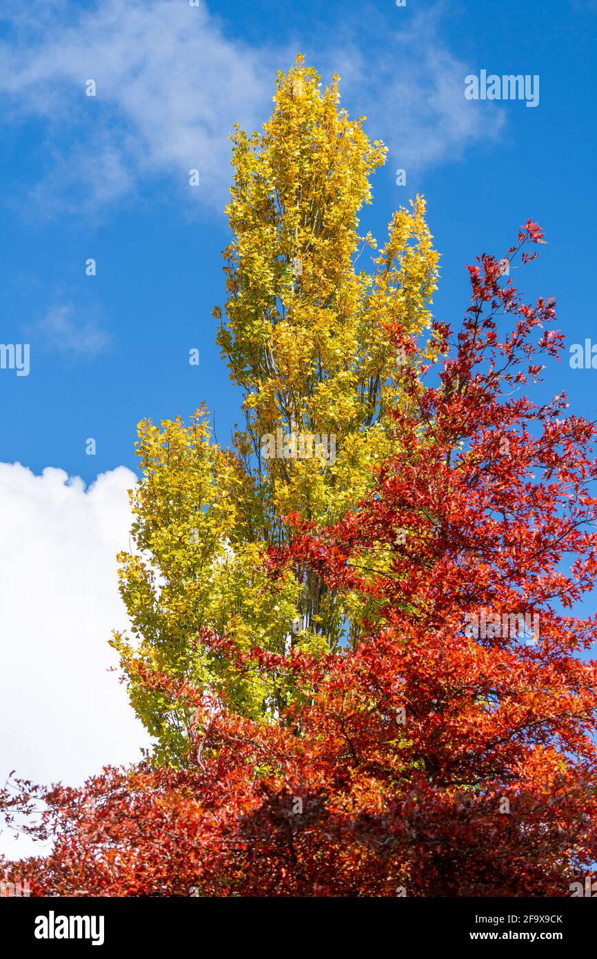 Árbol grande con follaje de otoño rojo y amarillo. Ben Lomond, Nueva Inglaterra Tablelands. NSW Australia Foto de stock