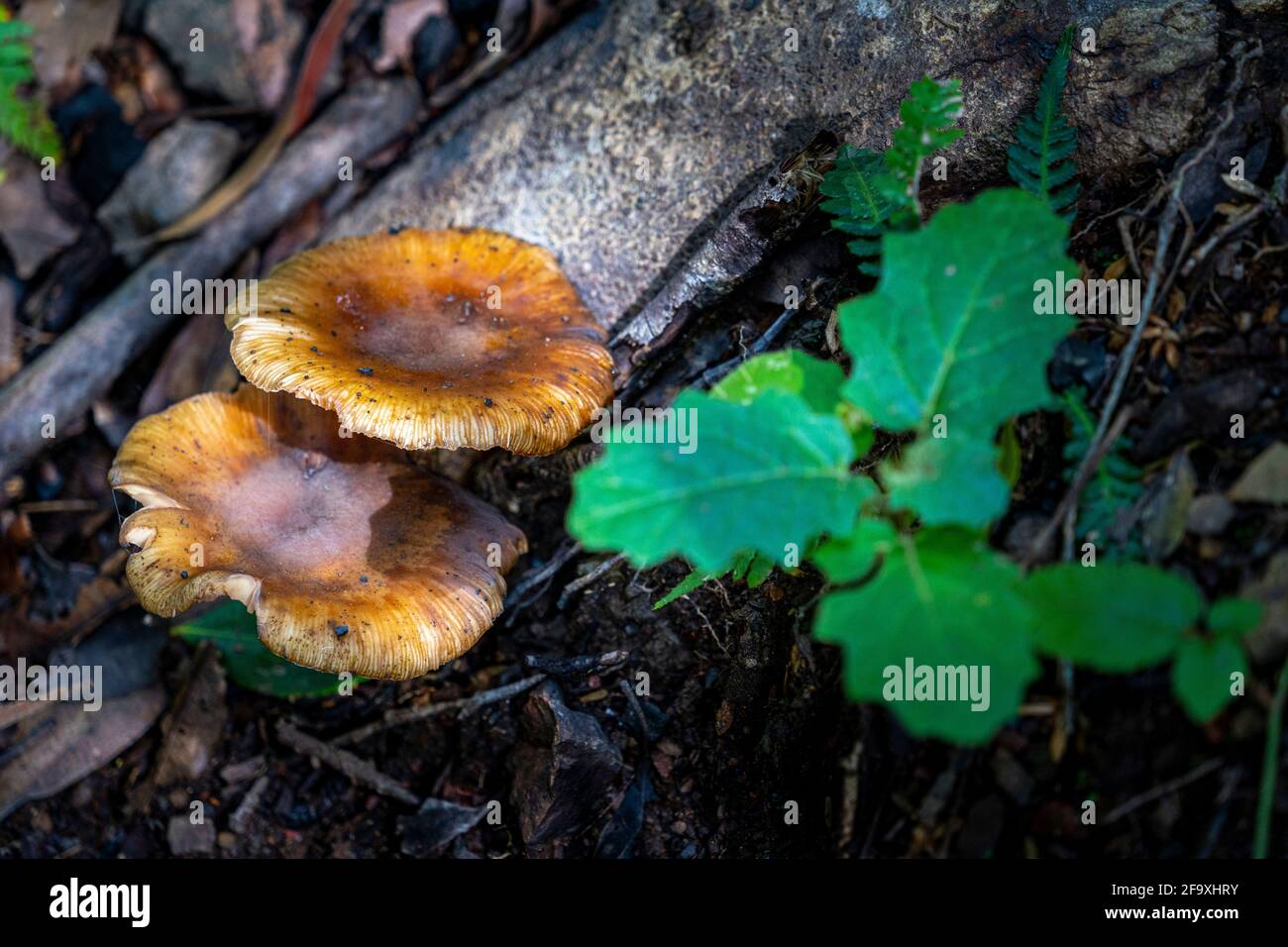 Setas que crecen en el suelo de la selva tropical, Parque Nacional de la Cordillera de Gibraltar, Nueva Gales del Sur, Australia Foto de stock