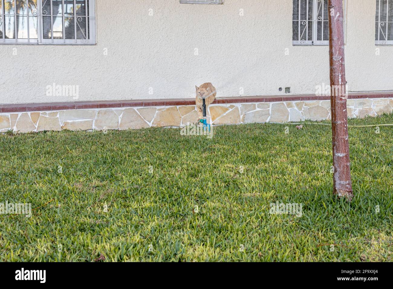 Agua potable para gatos de jengibre de una toma de corriente de un sistema de rociadores en un césped de césped en Los Gigantes, Tenerife, Islas Canarias, España Foto de stock