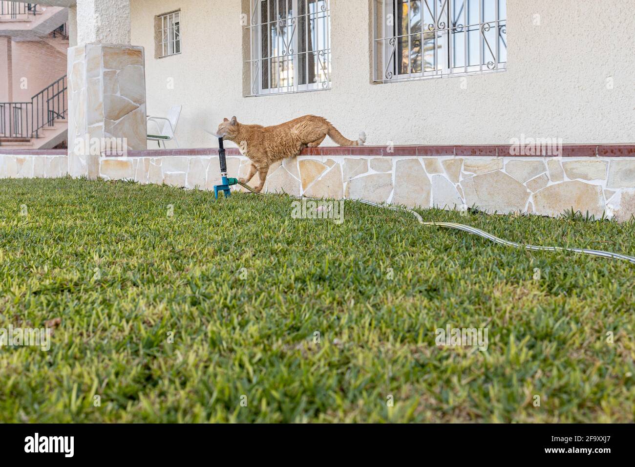 Agua potable para gatos de jengibre de una toma de corriente de un sistema de rociadores en un césped de césped en Los Gigantes, Tenerife, Islas Canarias, España Foto de stock