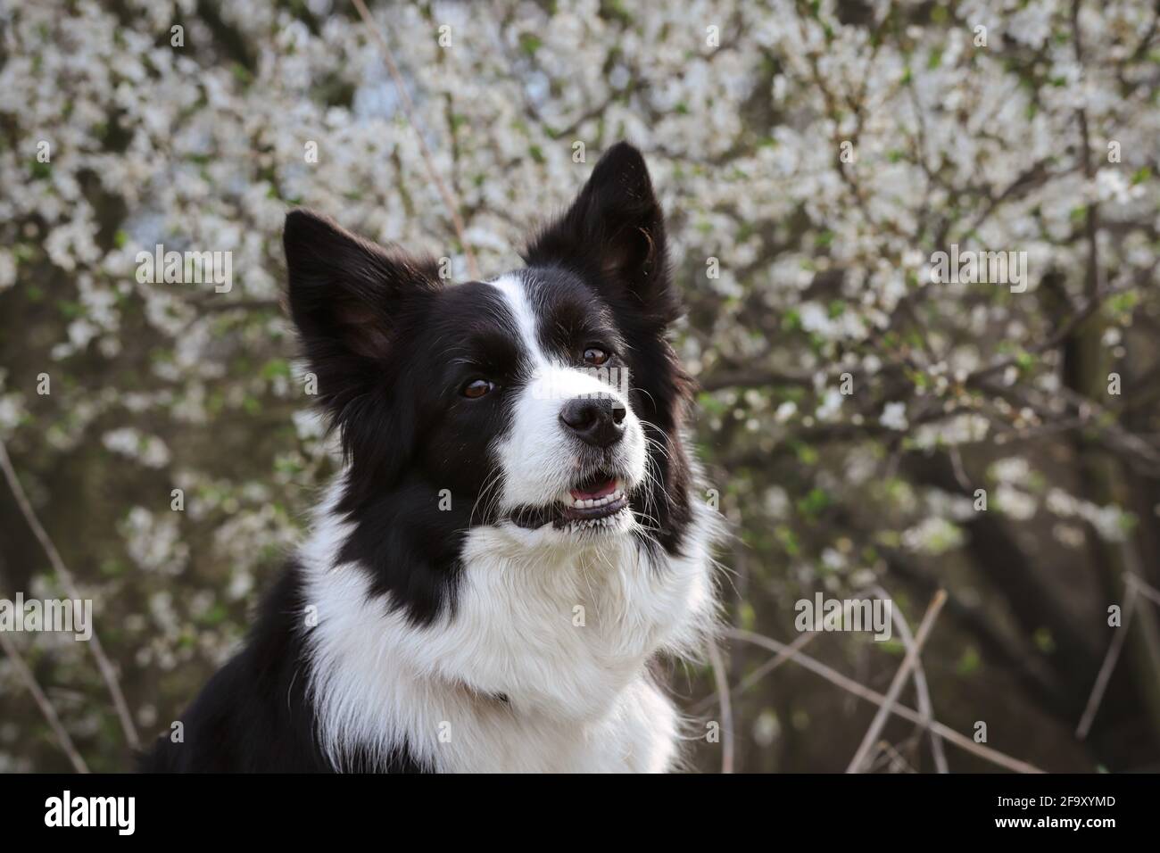 Primer plano de Border Collie Head frente al Árbol de flores blancas  durante la primavera. Adorable perro blanco y negro durante la primavera  Fotografía de stock - Alamy