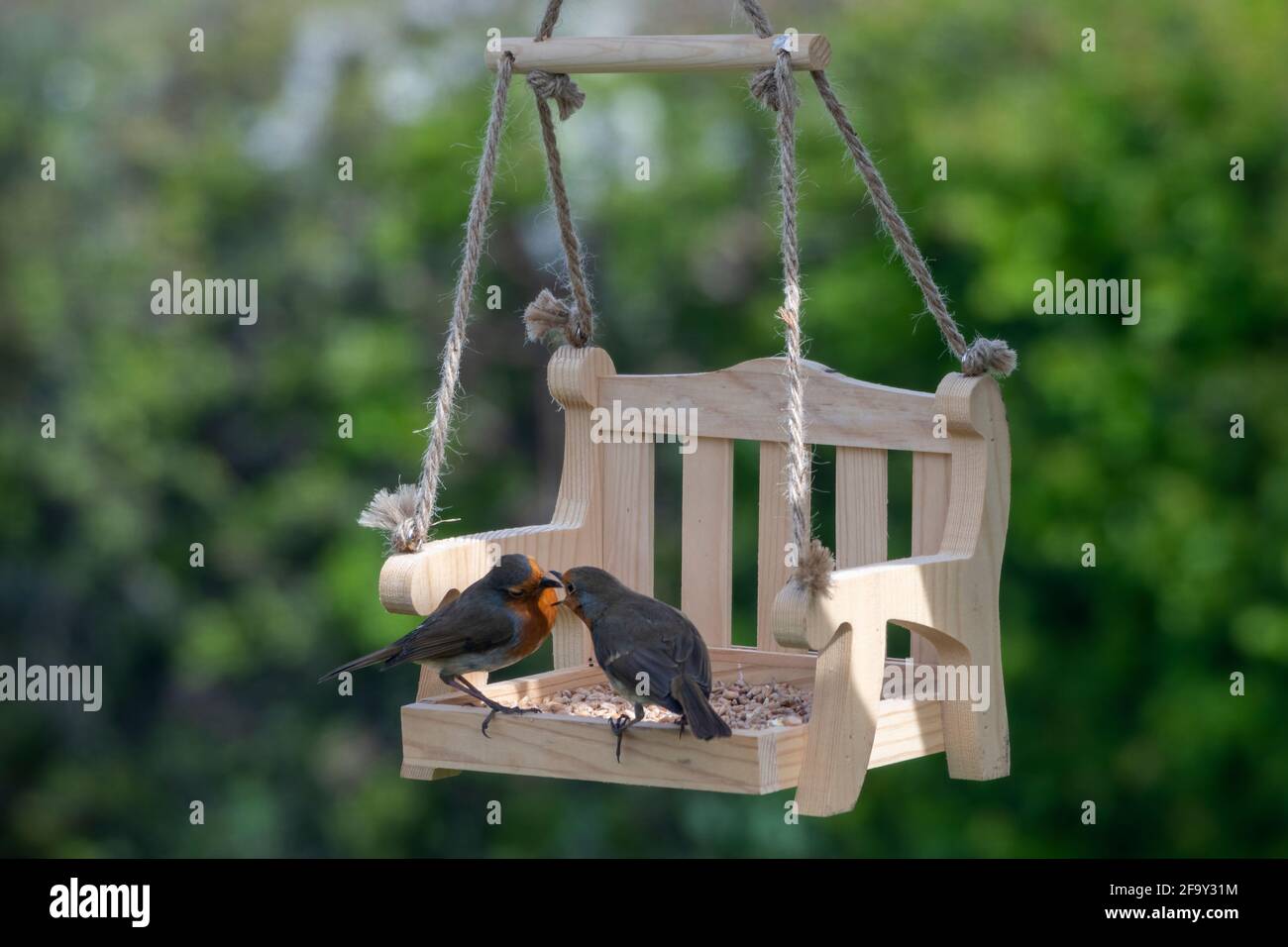 Petirrojo masculino que alimenta a petirrojo femenino en mini columpio de  jardín de madera alimentador de pájaros Fotografía de stock - Alamy