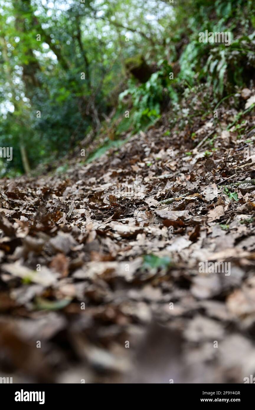 Imagen de bajo nivel de hojas caídos marrones en un campo camino con nuevas hojas verdes en el fondo Foto de stock