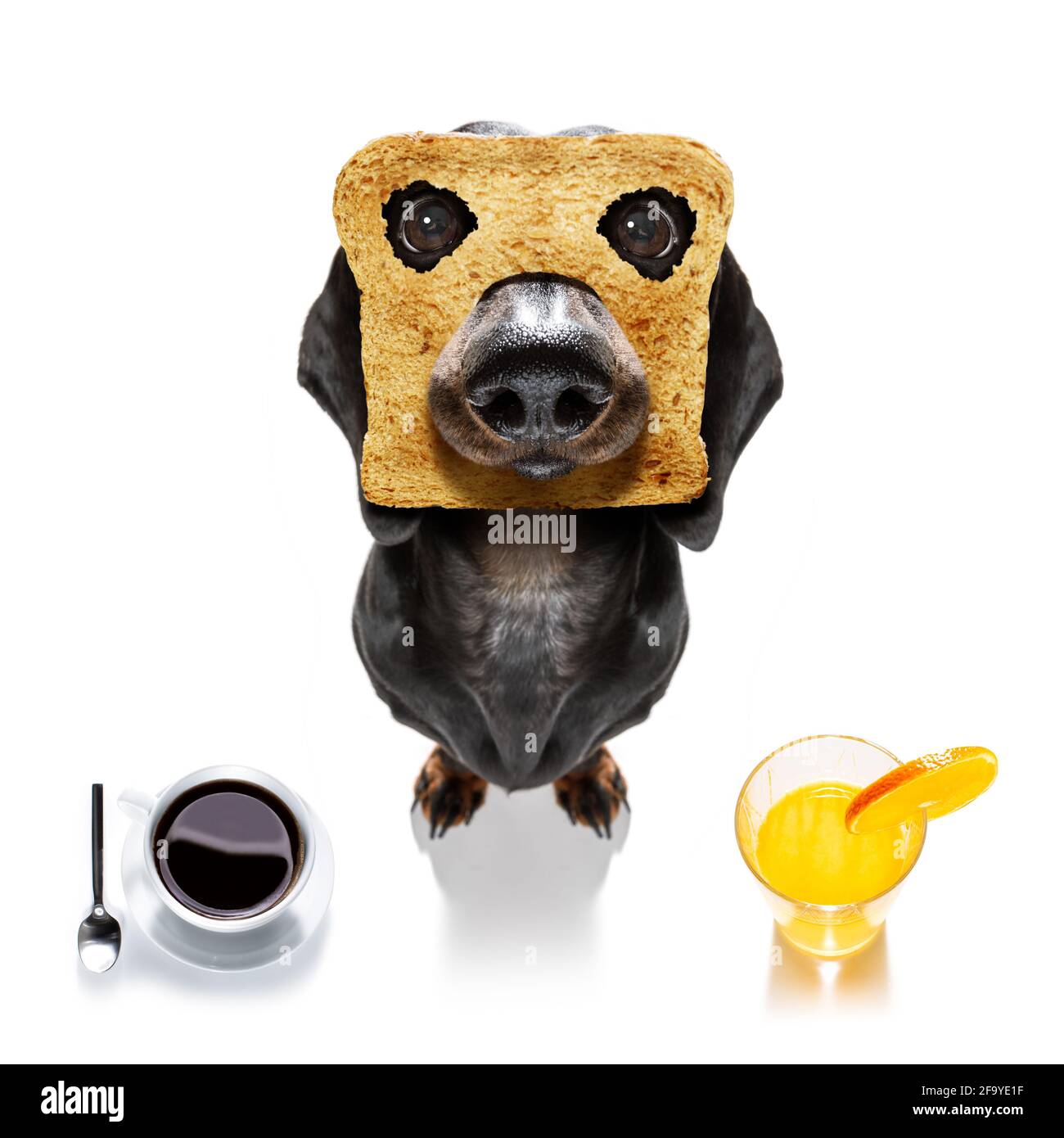 Condición previa Recuerdo Celsius perro salchicha dachshund hambriento con tostadas para el desayuno listo  para comience el día con café y zumo de naranja Fotografía de stock - Alamy