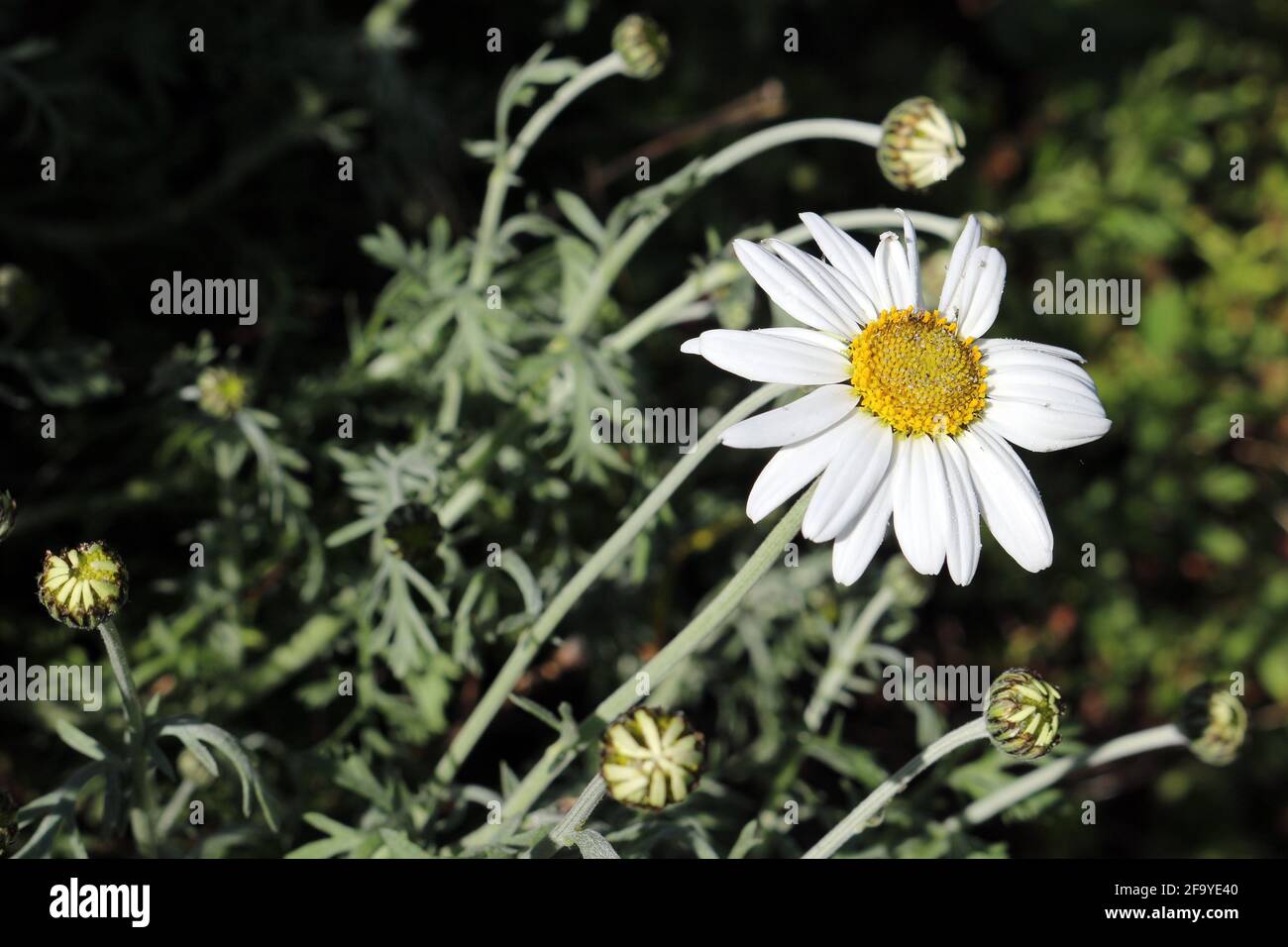 Leucanthemum x superbum, o margarita de Shasta Foto de stock