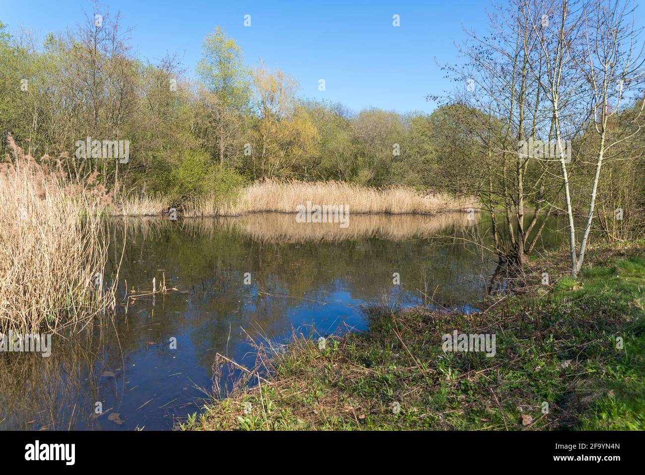 La Reserva Natural Local de Sheepwash en Sandwell, West Midlands, Reino Unido fue creada a partir de tierras de despilfarro industriales reclamadas en 1981, el río Tame corre a través de ella. Foto de stock