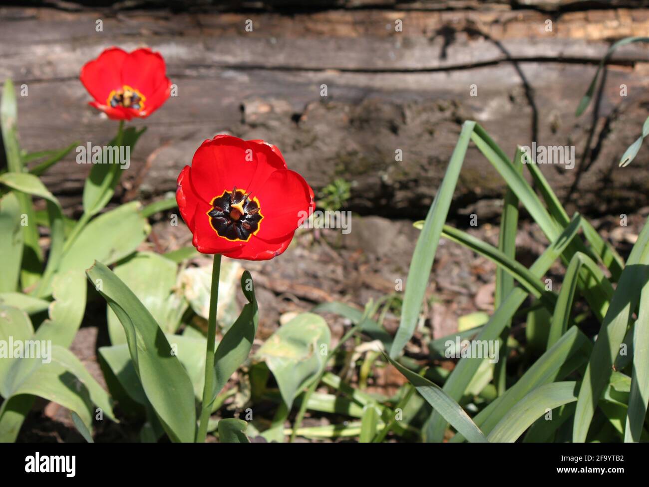 Amapolas rojas vibrantes que crecen en un jardín de flores silvestres. Las amapolas del jardín se encuentran en el jardín público tripulado por voluntarios de la comunidad. Foto de stock