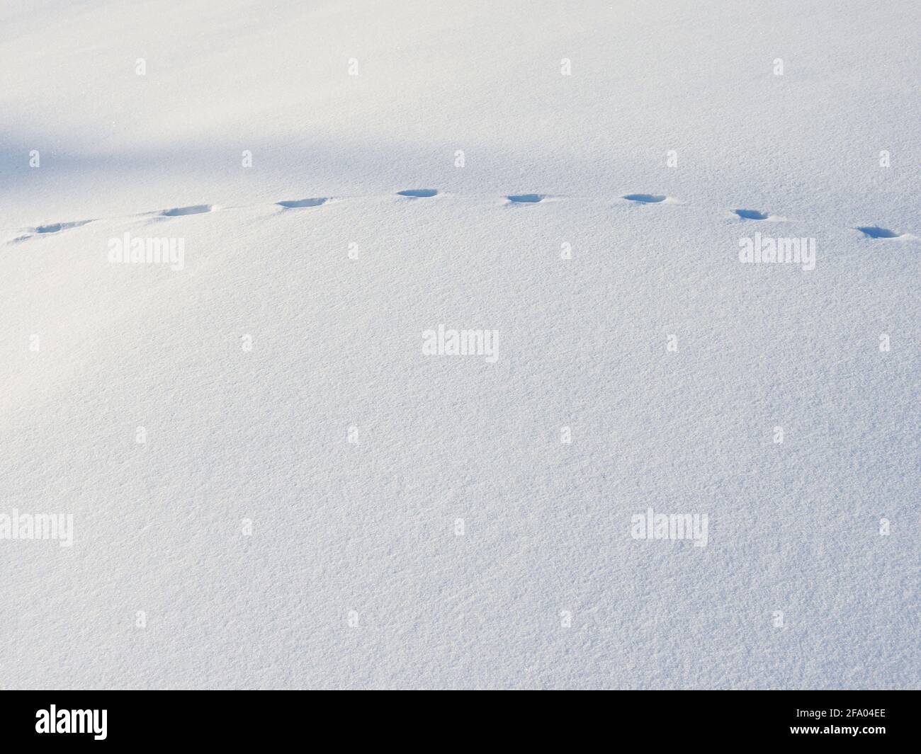 huellas de animales en la nieve Foto de stock