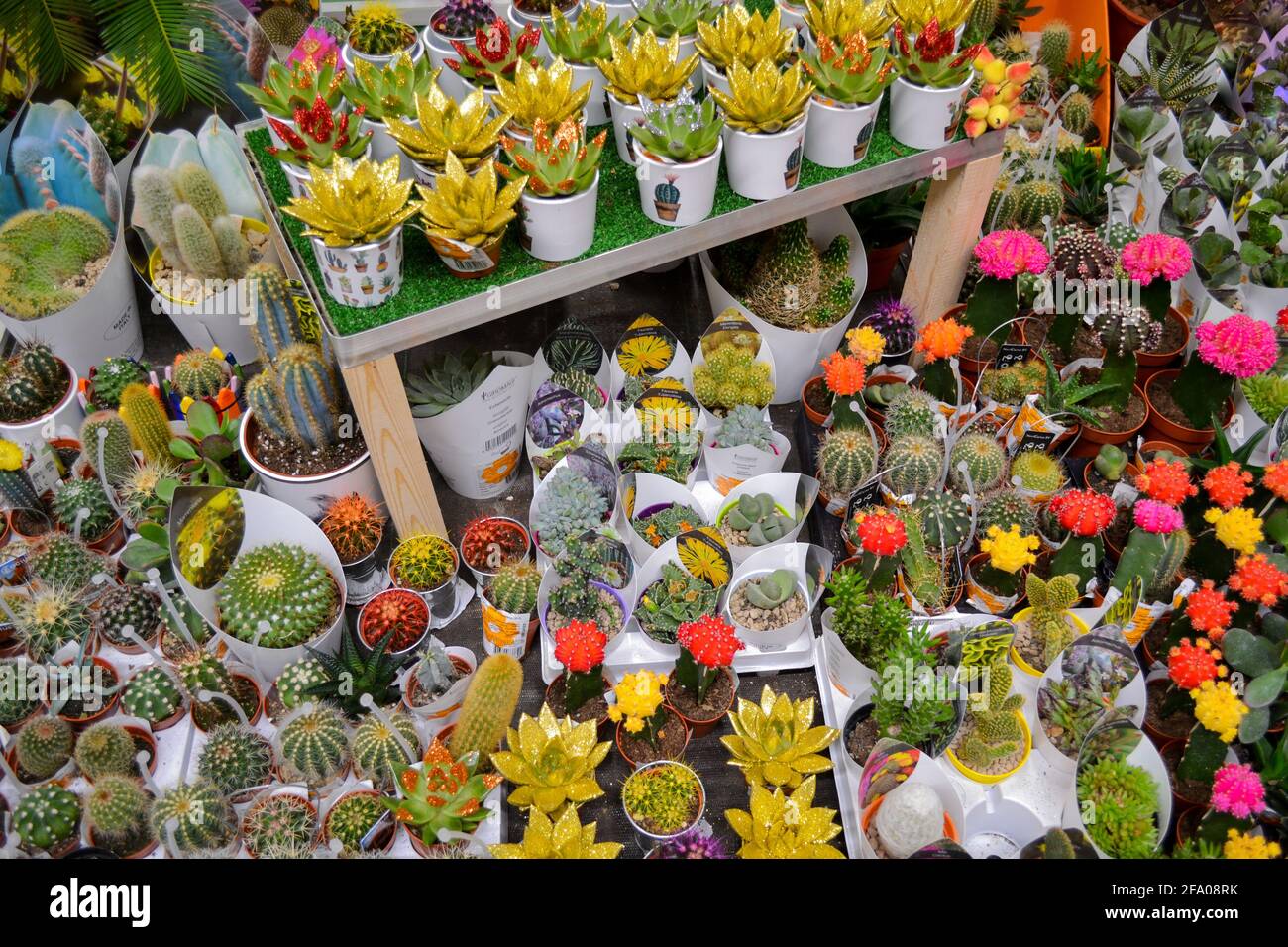 Moscú, Rusia, 2019 de noviembre: Un gran número de cactus suculentos pintados en oro y rojo en macetas de flores. Venta en una florería. Foto de stock