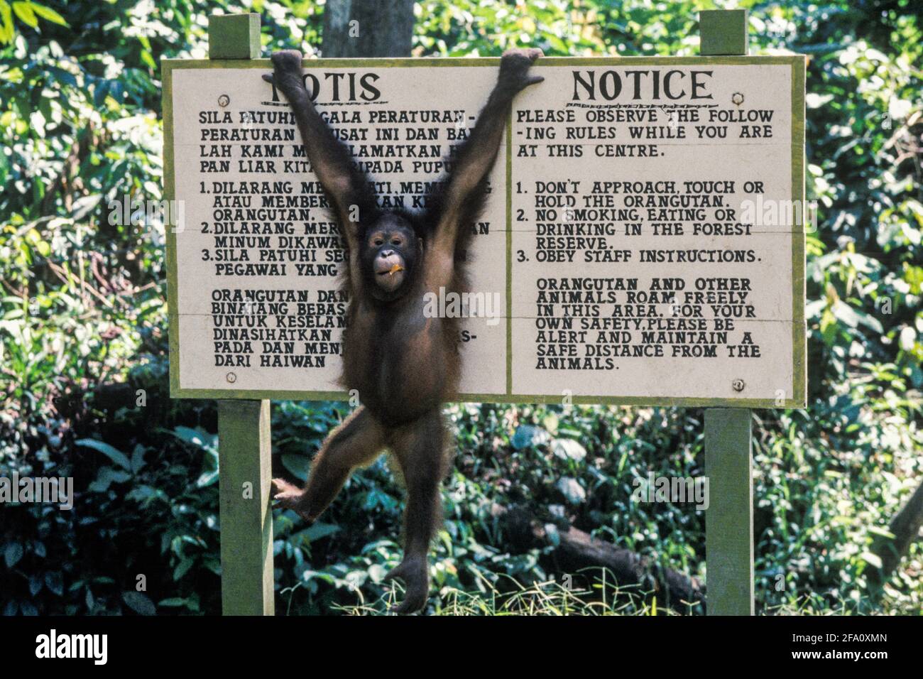 Divertido Orangutan colgado en el cartel de las reglas en el Centro de Rehabilitación de Orangutan de Sepilok, Sandakan, Sabah Malasia Foto de stock