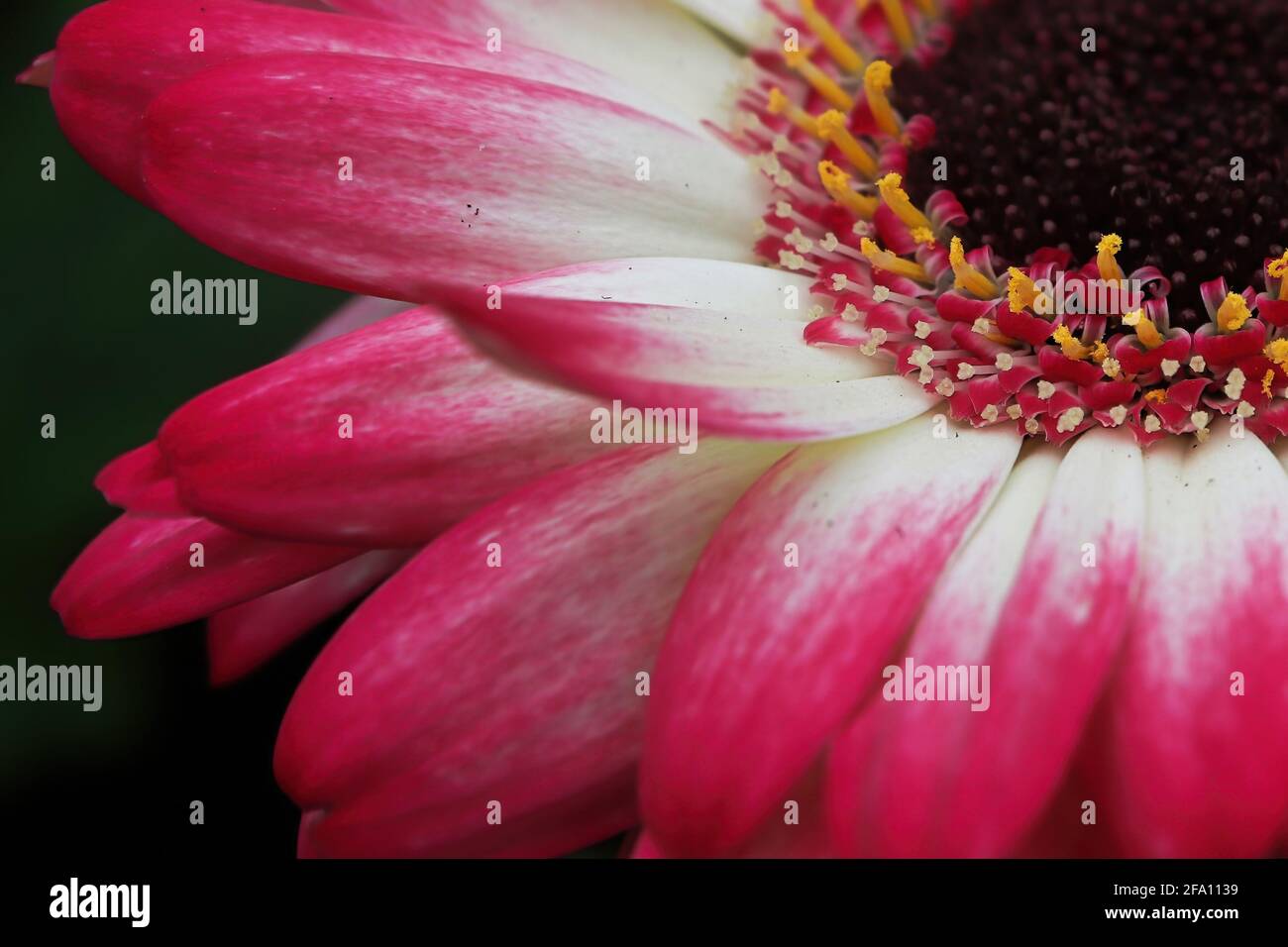 Macro de una esquina superior derecha de gerbera rosa. Foto de stock