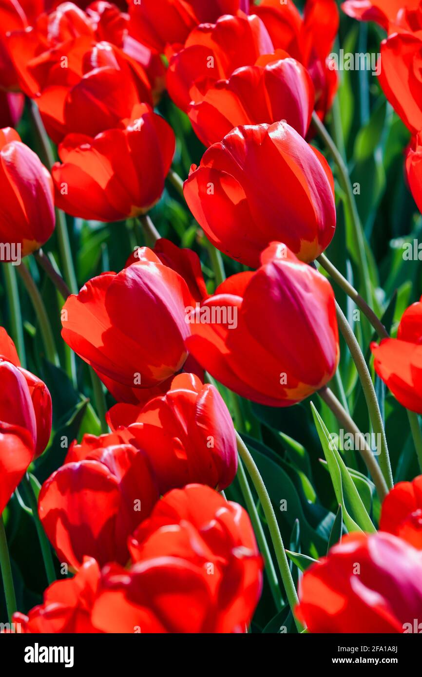 Tulipanes románticos en rojo Foto de stock