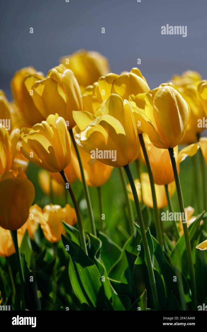 Tulipanes románticos en amarillo Foto de stock