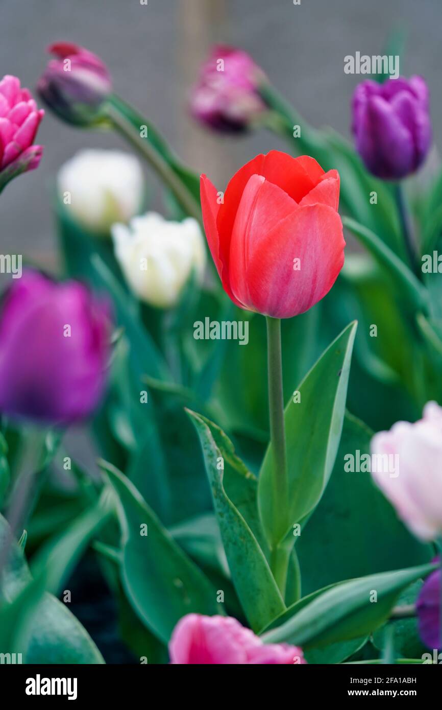 Tulipanes románticos en rojo, blanco y morado Foto de stock