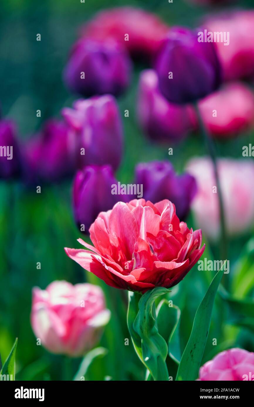 Tulipanes románticos de color rosa y morado Foto de stock