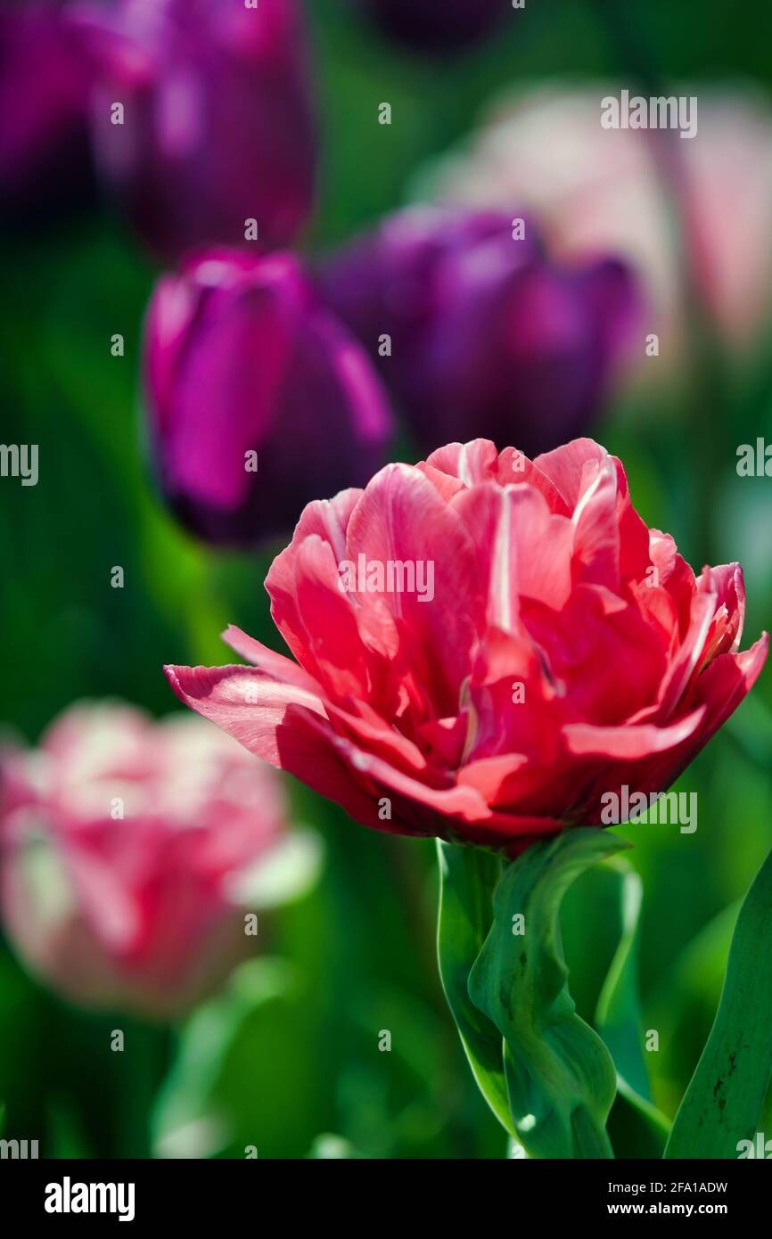 Tulipanes románticos de color rosa y morado Foto de stock
