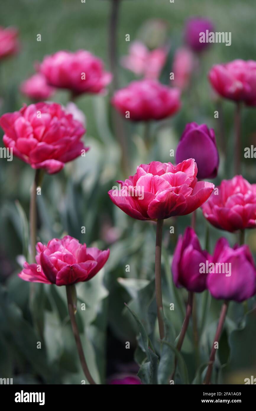 Tulipanes románticos en rosa Foto de stock