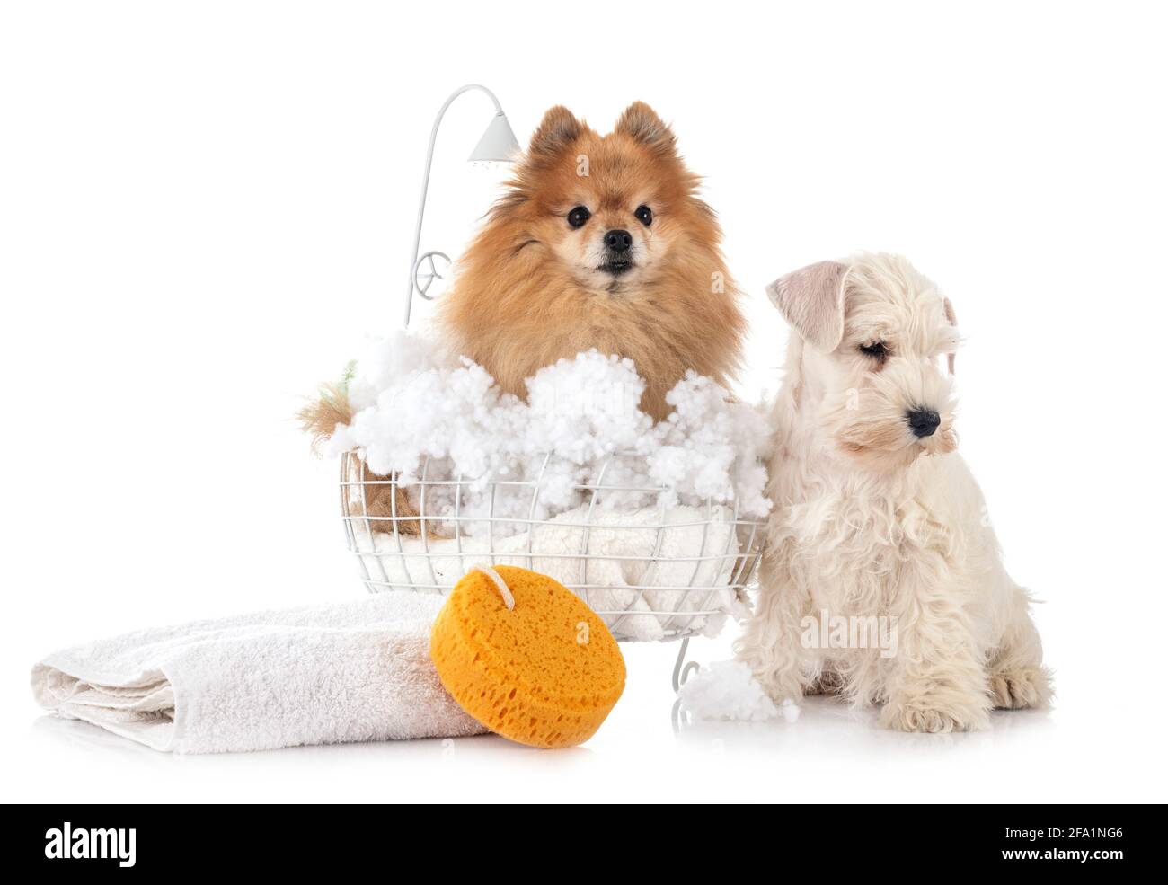 pomeranian adulto y schnauzer delante de fondo blanco Foto de stock
